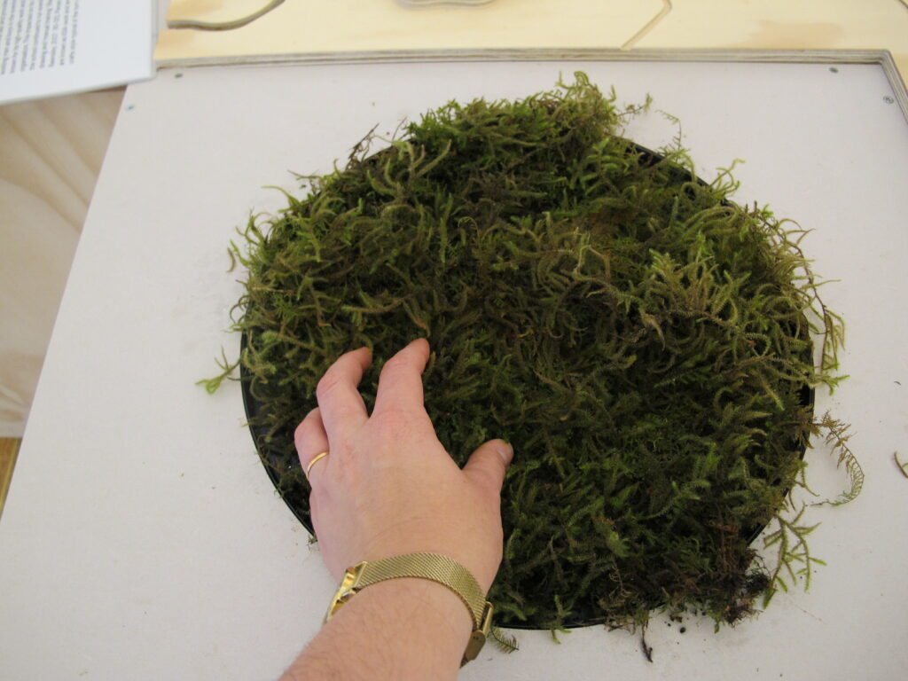 A close-up of the 'luxuriant moss': a visitor enjoys touching the live plant.